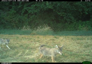Coyotes on UBC urban wildlife